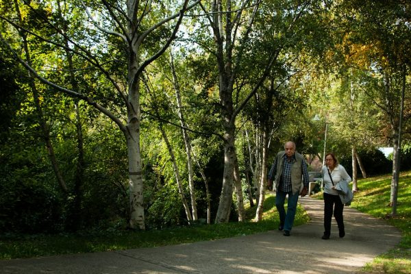 Two adults walking along a path through a birch grove